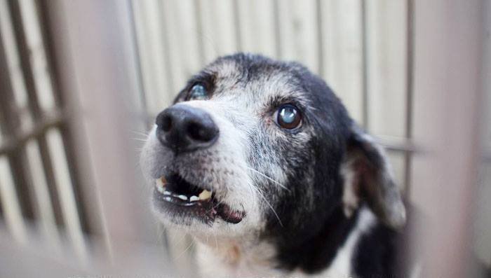 黄女在网路贩售未核准输入的日本犬用白内障保养液，被判6月得易科罚金。（新北市动保处提供）