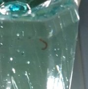 「红线虫」入侵 !女住户喝未煮沸自来水命危 管委会有疏失判赔36万