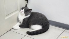 喂流浪猫被误会下毒 铲屎官被邻居打爆头