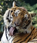 清迈72虎集体暴毙！官方定调「犬瘟热」 第一线兽医曝恐怖内幕