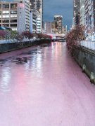 樱吹雪！东京目黑川染上粉色  吸引近500万人次赞叹