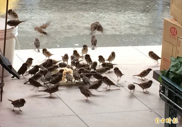 麻雀「饕客们」毫不客气在店门口享用便当店淋上特制卤汁的香喷白饭。（记者李容萍摄）