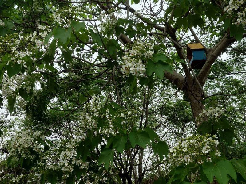 挑水古道沿线油桐花大爆发，吸引游客前往赏桐。（图由米诺斯提供）