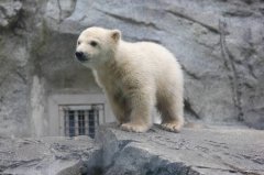 好可爱！日本水族馆小北极熊首次见客 民众惊呼连连