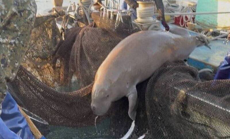 被视为传说中「美人鱼」的儒艮。示意图，非事件主角。（资料照）