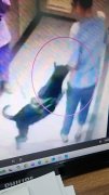 爱犬咬伤住户  饲主不认罪法官不给缓刑