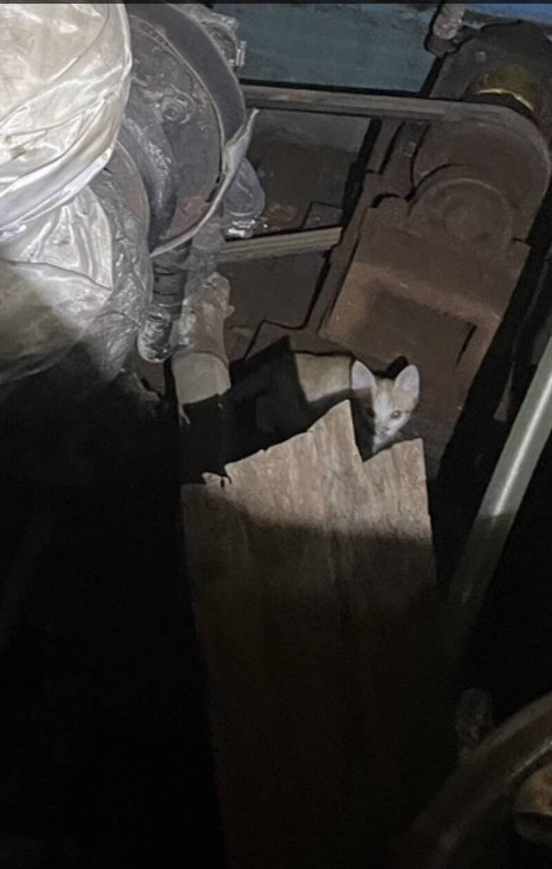 警方在船舱发现2只猫，但万男无法证明是影片中那2只猫还活著。（民众提供）