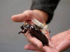 恶心害虫变身拯救者:澳洲打造「救难蟑螂」 背注射器抢救受困人命