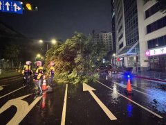 北市士林路树倒塌压车 3人惊险脱困