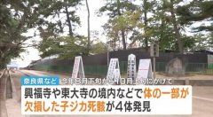 奈良惊见4头部分缺损小鹿尸体 疑人为伤害警方介入调查