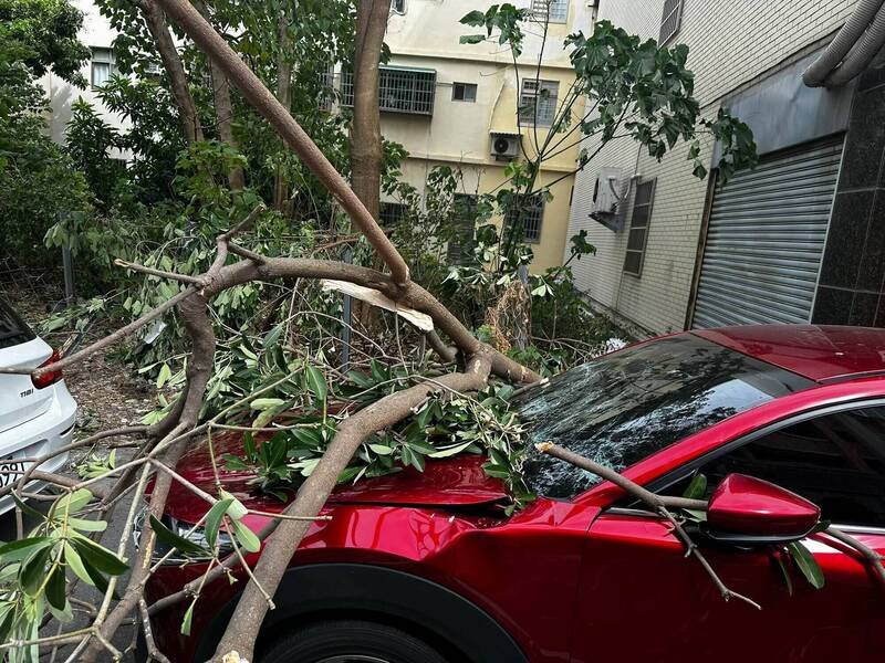 大树倒塌砸轿车，挡风玻璃碎裂，先一步上厕所的车主惊呼逃过一劫。（民众提供）
