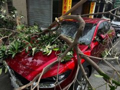 生死差5秒！彰化男开车前突尿急 下车上厕所「路树瞬间砸烂轿车」